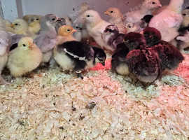 Bantam Chicks