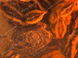 Japanese quail