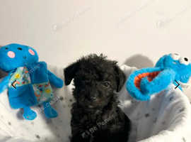 F1b Jackapoo x Toy Poodle. Stunning Tiny Pups