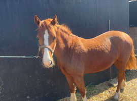 For sale Welsh D, 2 year old filly