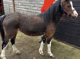 Registered section A mare