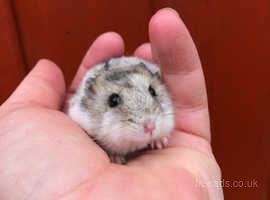 baby russian dwarf hamsters