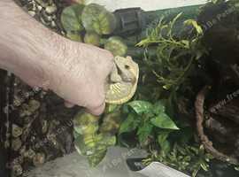 Gecko For A Good Home