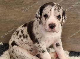 Quality, kc, extensively health tested litter