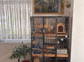Rehomiming 3 chinchillas