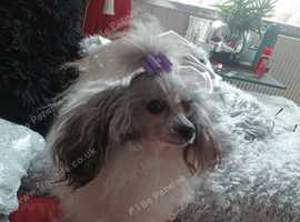Stunning Asian toy poodle just under 8 inches little girl