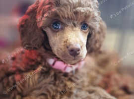 Miniature Poodles Puppies and Dogs for sale in Chinnor Freeads