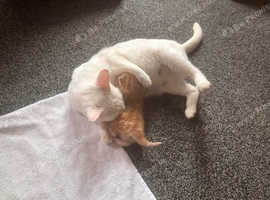 Kittens for sale