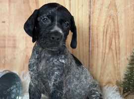 German Shorthaired Pointer Pupps