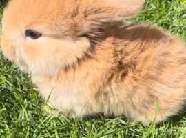 Mini lops