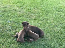 Dachshund puppies for sale