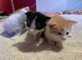 3 kittens for sale