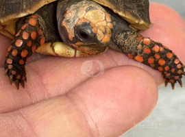 Red Foot get cherry head Tortoise juvenile
