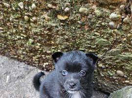 Pomskie puppy's