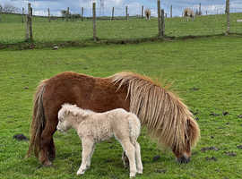 Miniature Shetland foal