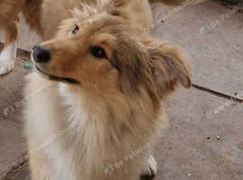 Shetland Sheepdog Family Pet Girl