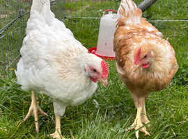 Gorgeous roosters
