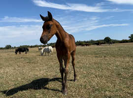Part-bred Arab Colt