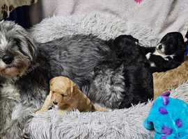 Bordoodle puppies ***1 girl left***