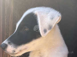 Smooth Fox Terrier Dog Puppy For Sale