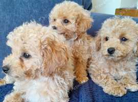 Poochon Puppies - little Teddy bears