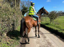 17hh mare looking for competitive home