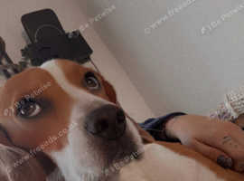 Tri coloured pedigree beagle