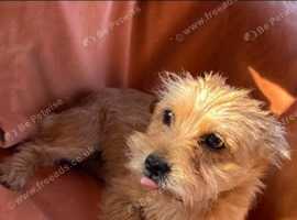 Lakeland terriers