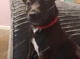 Patterjack pups