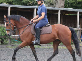 Sweet Mare 15hh ISH- ridden by novices