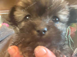one adorable little boy left