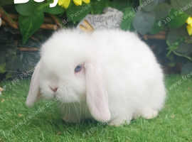 Beautiful Mini lops