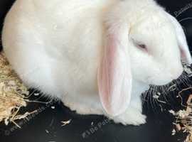 Bunny for sale