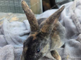 Gorgeous velvet mini rex babies
