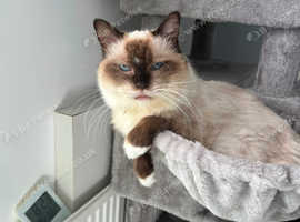 Missing Ragdoll cat Ula
