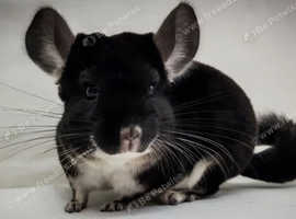 Chinchilla