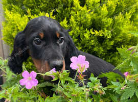 Gordon Setter Boy, Vulnerable breed!