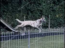 Saluki  for sale