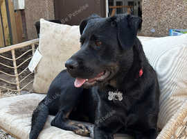 Rottweiler x GSD