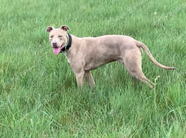 Bull greyhound