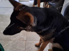 9mth old German Shepherd