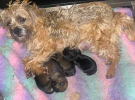 Border Terriers BOY for sale