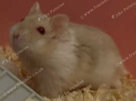 Female Russian dwarf