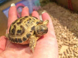 Baby Tortoise with fully set up home