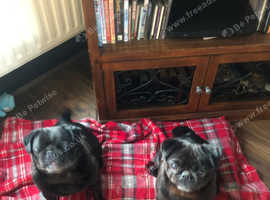 2 female pugs