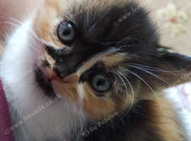 GCCF registered Devon Rex variants