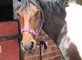 Wanted mare or gelding