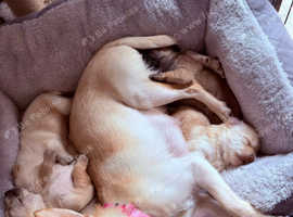Chihuahua pups