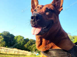 Beautiful Chinese Red Dog (Giant Breed)