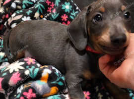 Miniature Dachshund puppies
